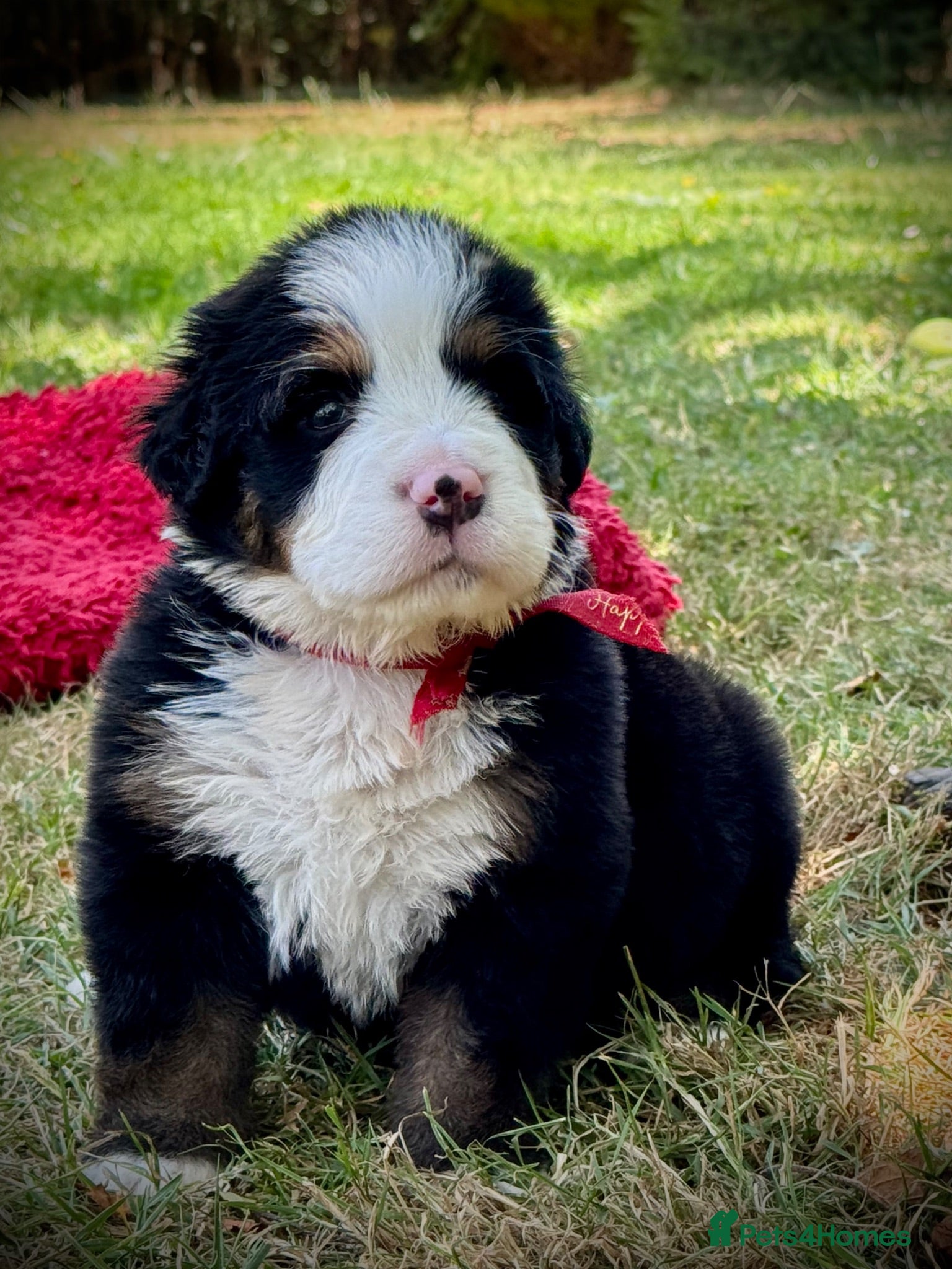 Bernese Mountain Dog dogs KC Registered Bernese Mountain Dog Puppies - Advert 10