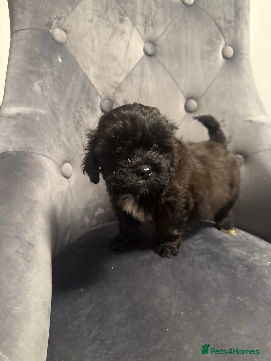 Poochon dogs for sale: poochon Pupoies  - Advert 3