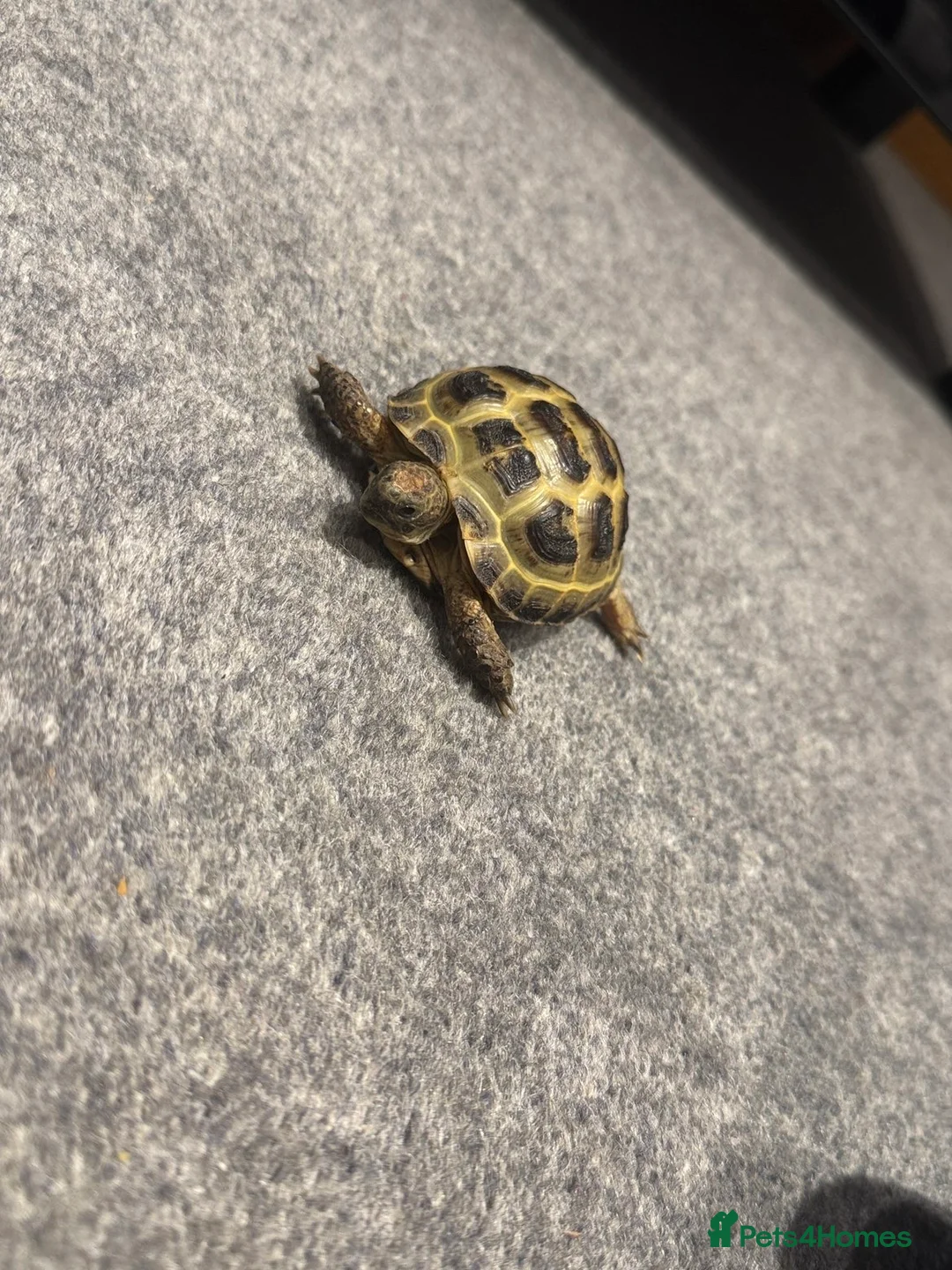 Tortoise reptiles for sale: 2 horsefield tortoises  - Advert 2
