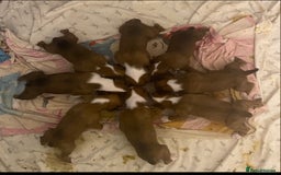 Boxer dogs for sale: Beautiful boxer puppies in Gainsborough  - Image 10