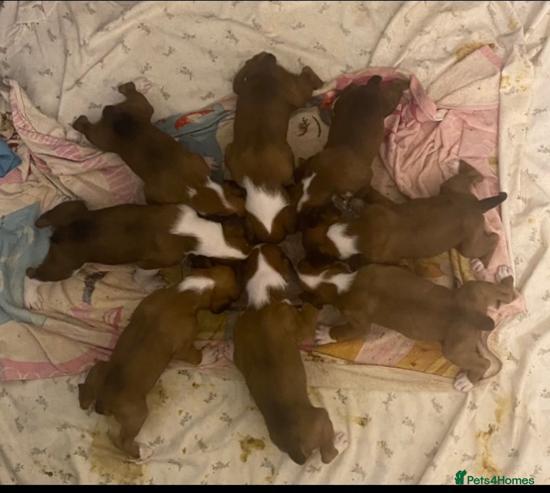 Boxer dogs for sale: Beautiful boxer puppies in Gainsborough  - Image 10