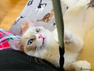 Ragdoll cats 🐈Pedigree Ragdoll Champion line 🏆 GCCF kitten - Advert 15