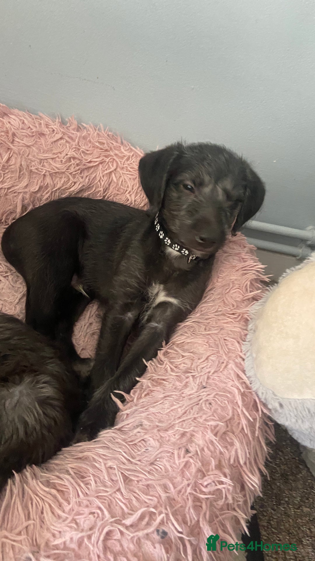 Bedlington Terrier dogs for sale: Bedlington cross whippet - Advert 8