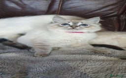 Ragdoll cats for sale: Beautiful GCCF Registered Ragdoll Kittens. - Image 22