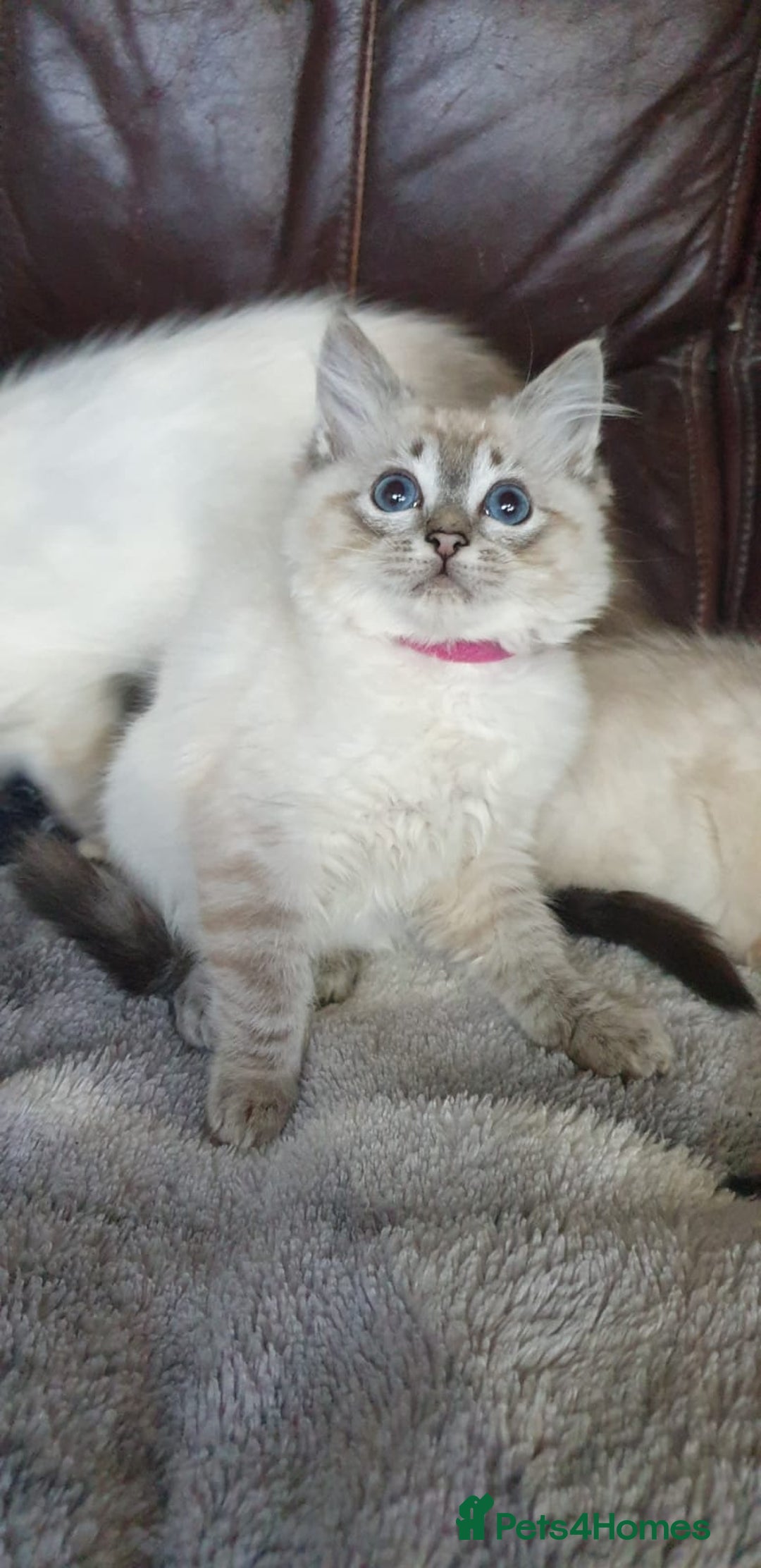 Ragdoll cats for sale: Beautiful GCCF Registered Ragdoll Kittens. - Image 22
