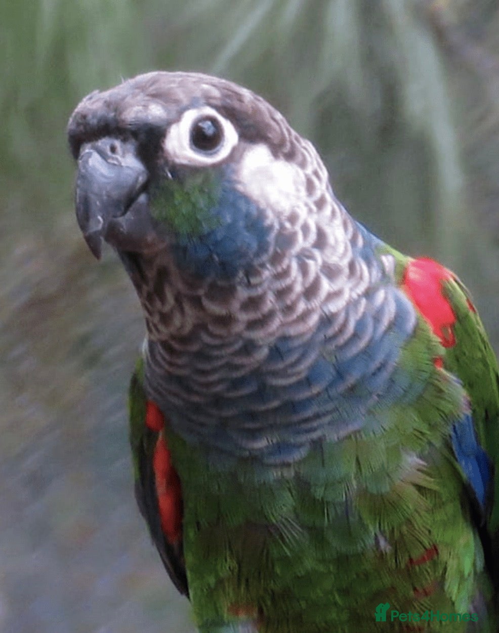 Conures birds Male pearly Conure - Advert 16