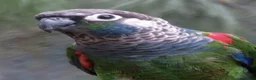 Conures birds for sale: Male pearly Conure - Advert 1