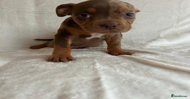 American Bully dogs - Advert 15