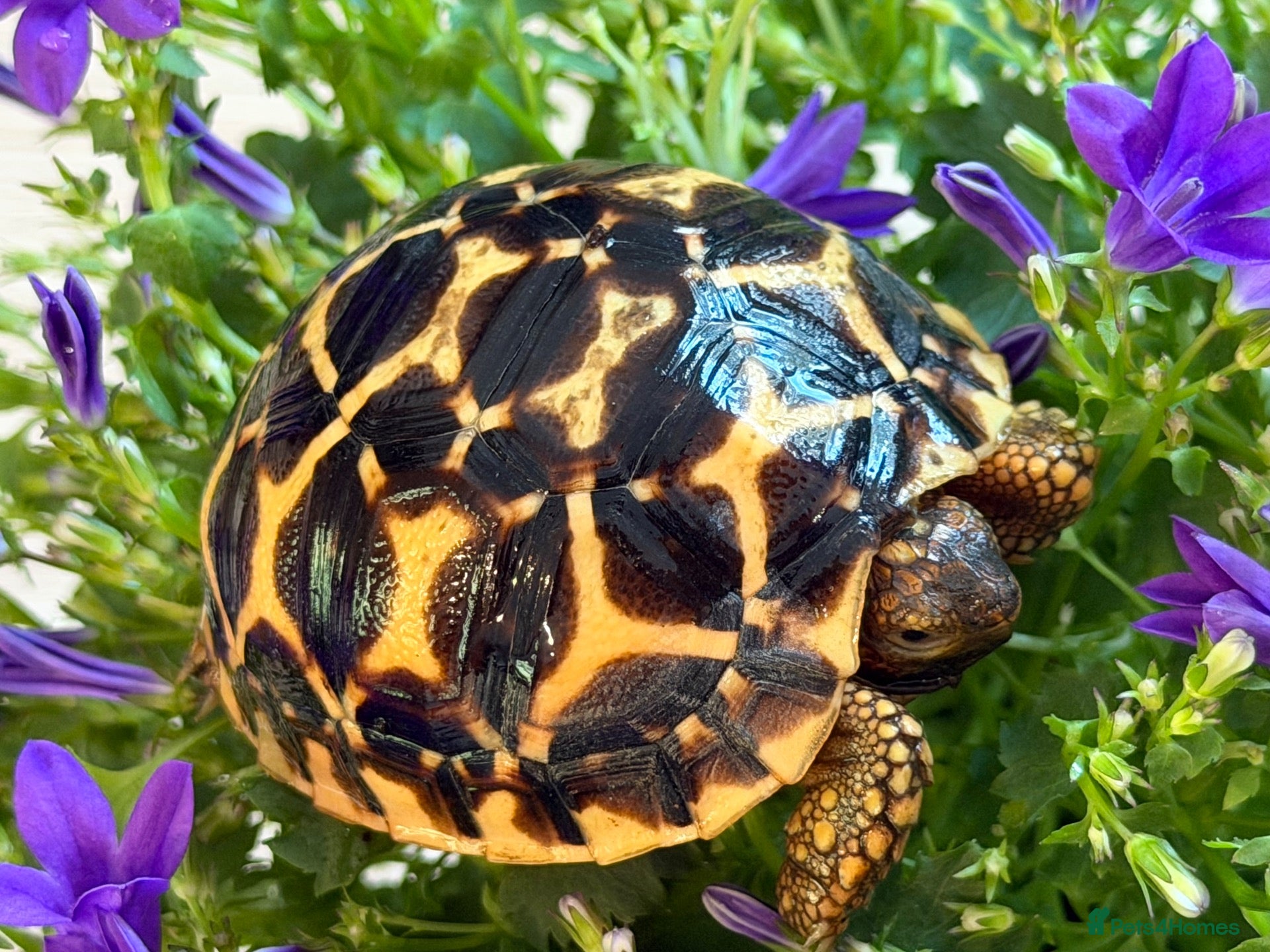 Tortoise reptiles Baby Indian star tortoise ready now UK captivebred - Advert 2