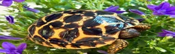 Tortoise reptiles for sale: Baby Indian star tortoise ready now UK captivebred - Advert 2