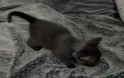 Mixed Breed cats for sale: 7 Gorgeous mixed kittens - Image 32