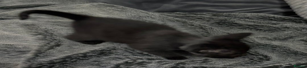 Mixed Breed Kitten 5