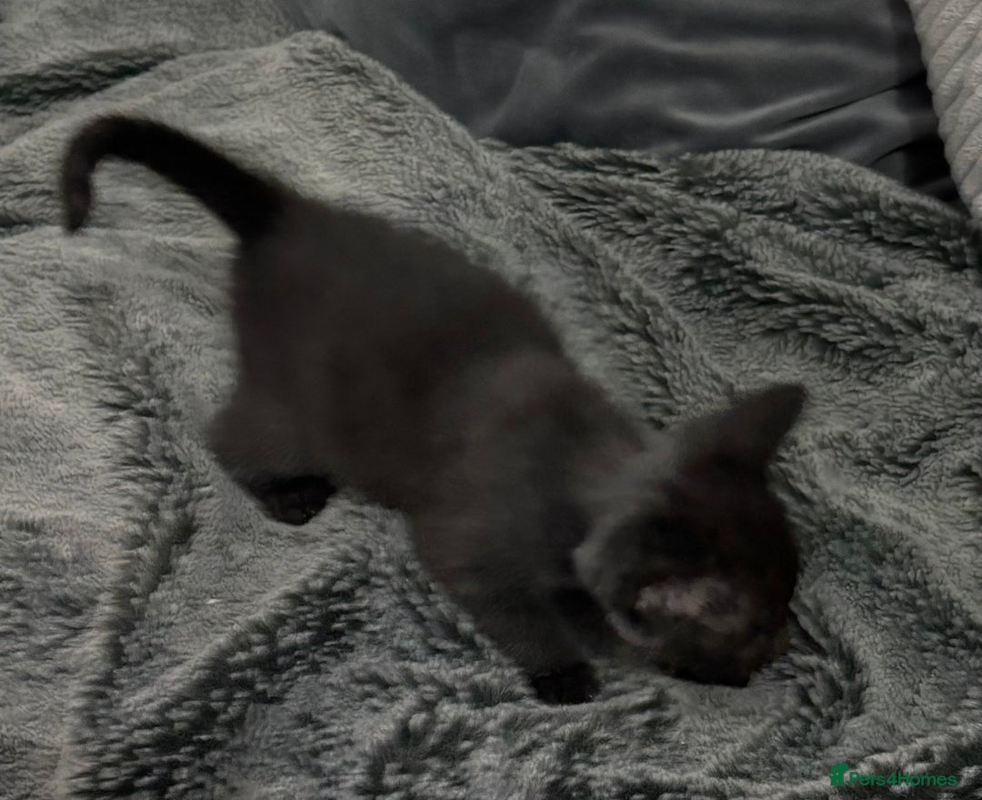 Mixed Breed cats for sale: 7 Gorgeous mixed kittens - Image 32