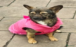 Mixed Breed dogs for adoption: 💖🐶 KELLY 🐶💖 - Image 9
