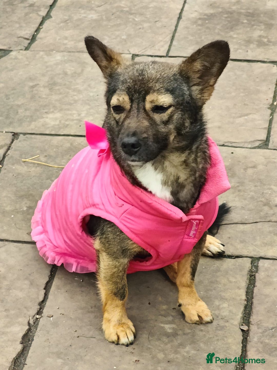 Mixed Breed dogs for adoption: 💖🐶 KELLY 🐶💖 - Image 9