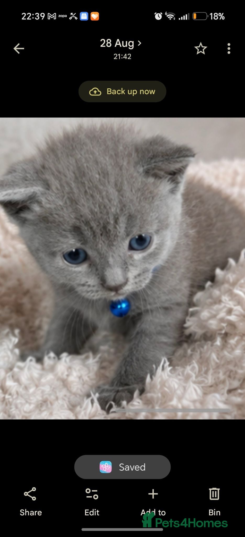 British Shorthair cats Beautiful British short hair boy  - Advert 2