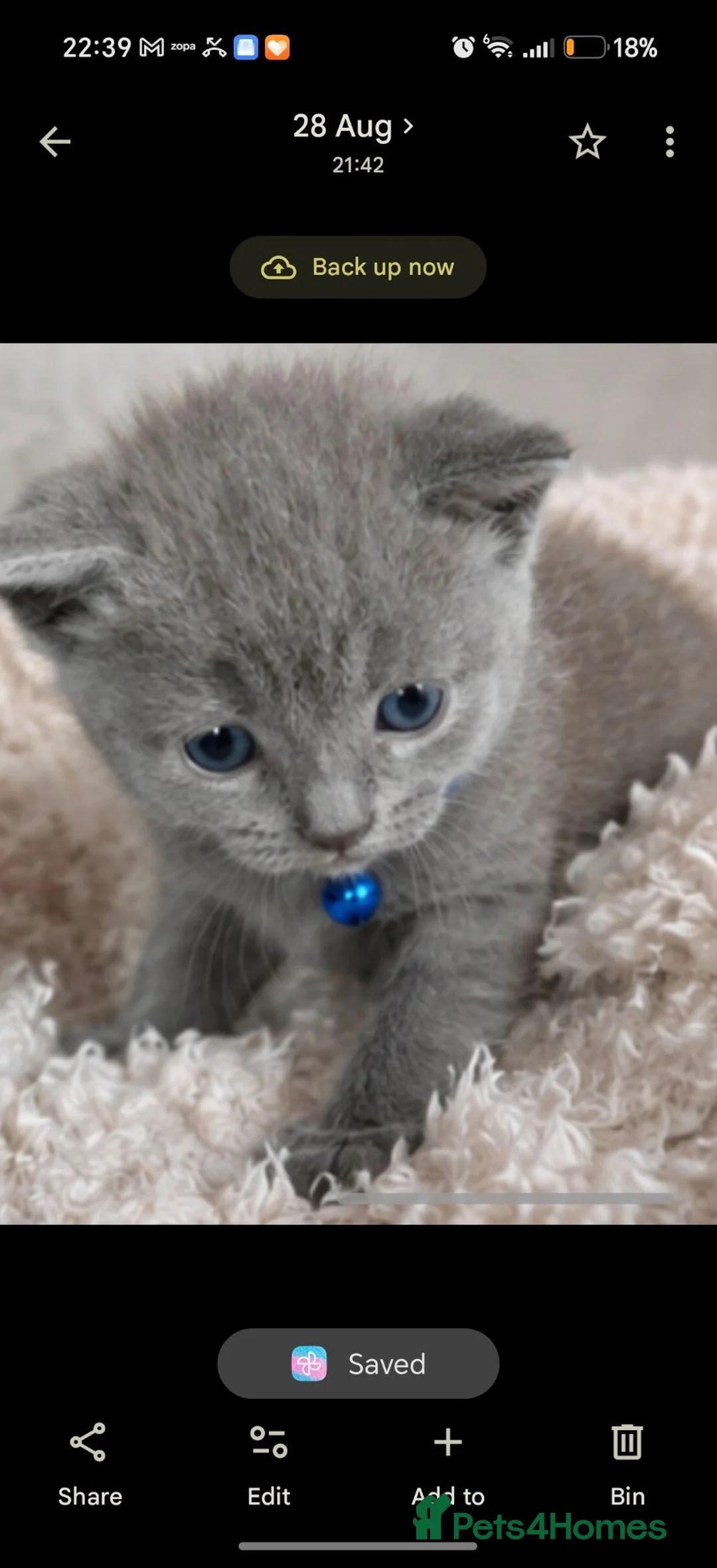 British Shorthair cats for sale: Beautiful British short hair boy  in Feltham - Advert 1