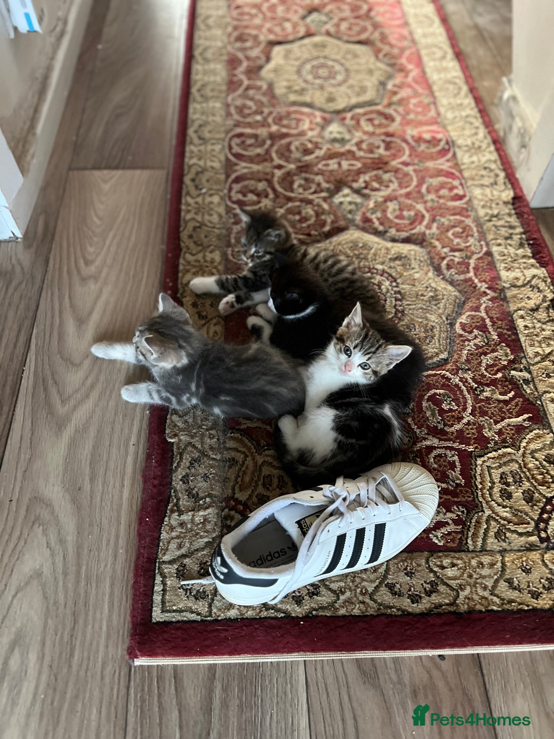 American Shorthair cats for sale: Adorable Tabby Kittens – Ready for Forever Homes - Advert 10