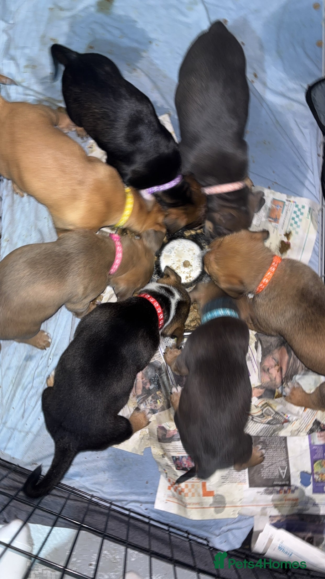 Mixed Breed dogs Puppies for sale  - Advert 2