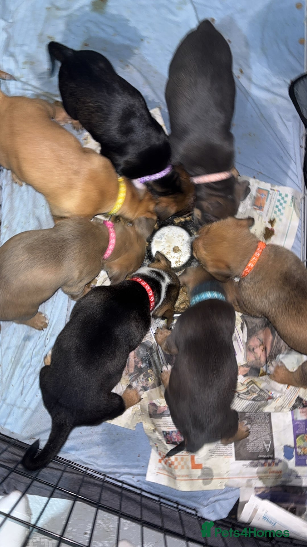 Mixed Breed dogs for sale: Puppies for sale  - Advert 1