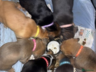 Mixed Breed dogs Puppies for sale - Advert 2
