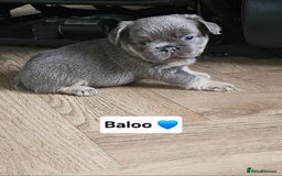 French Bulldog dogs for sale: French bulldog pups - Image 13