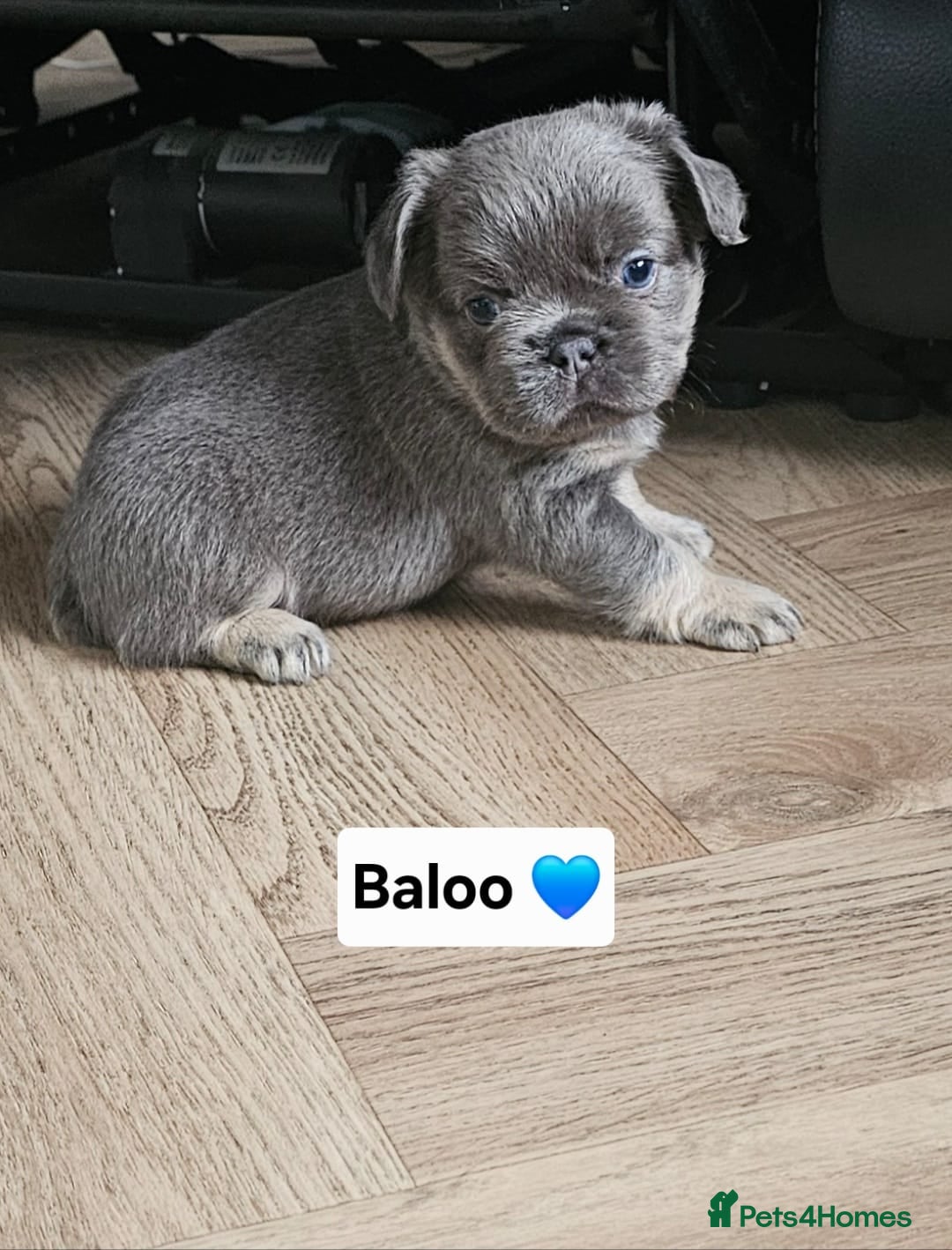 French Bulldog dogs for sale: French bulldog pups - Image 13