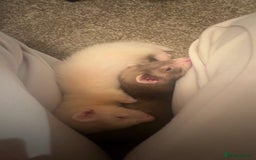 Ferret rodents for sale: Ferret - Image 2