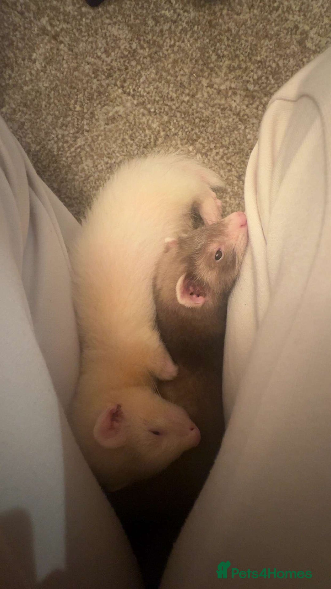 Ferret rodents for sale: Ferret - Image 2