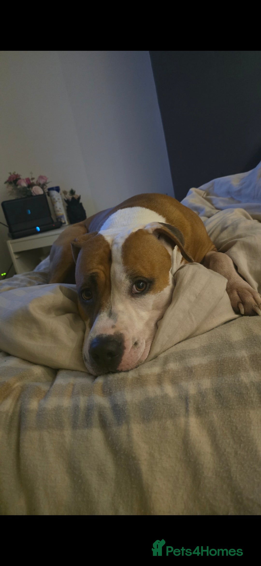 Mixed Breed dogs Beautiful mixed staffy age 3 - Advert 1