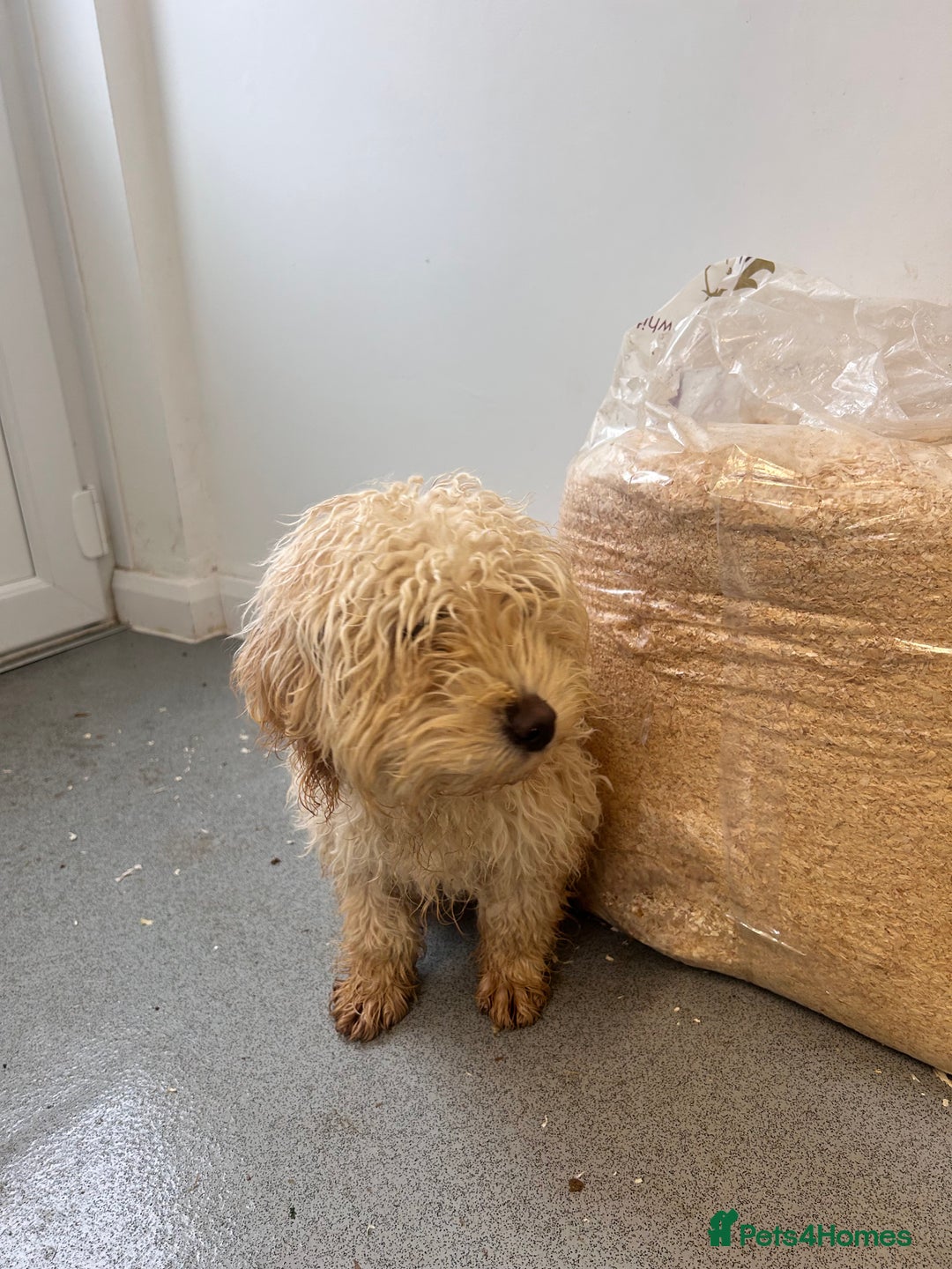 Labradoodle dogs for sale: F1 labradoodle puppies - Advert 3