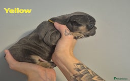 French Bulldog dogs for sale: Beautiful KC French bull dog puppies - Image 11