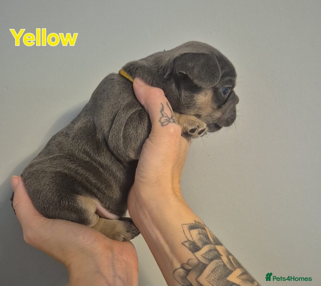 French Bulldog dogs for sale: Beautiful KC French bull dog puppies - Image 11