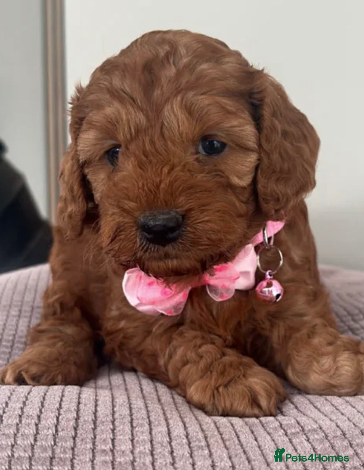 Cockapoo dogs 🐶Exceptional dark red toy cockapoos🐶 - Advert 17
