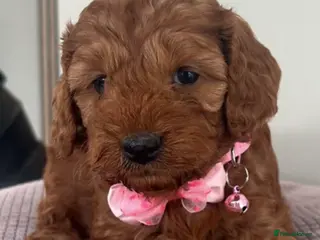 Cockapoo dogs 🐶Exceptional dark red toy cockapoos🐶 - Advert 17
