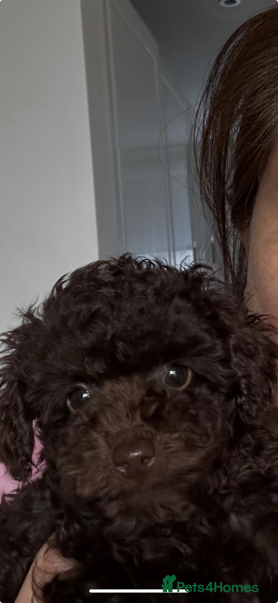 Toy Poodle dogs for sale: Chocolate Toy Poodle - Advert 2