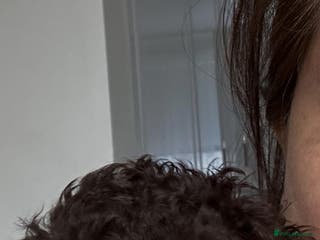 Toy Poodle dogs Chocolate Toy Poodle - Advert 1