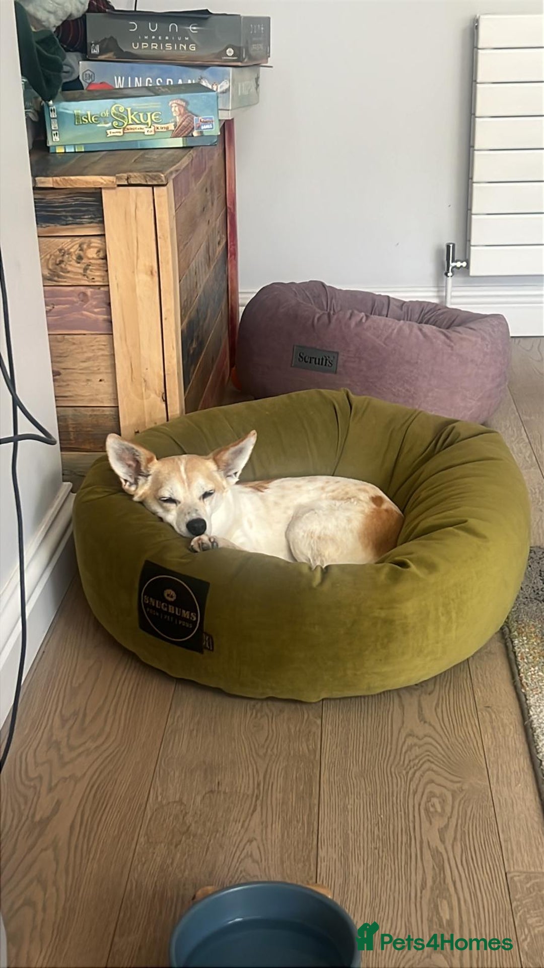 Mixed Breed dogs for adoption: 💖🐶 JULIET 🐶💖 - Image 22