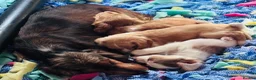 Cockapoo dogs for sale: Beautiful F1 Cockapoo Babies 🐾🐾🐾 - Advert 33