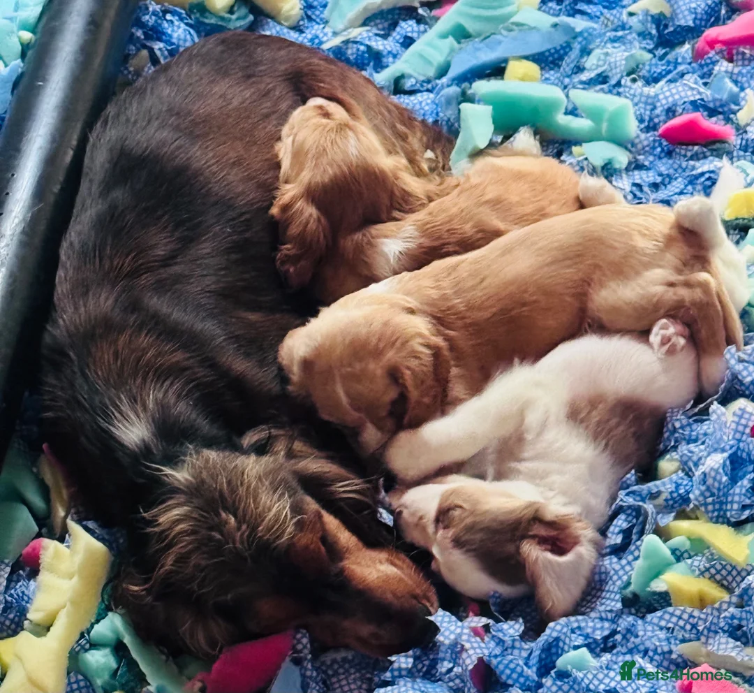 Cockapoo dogs for sale: Beautiful F1 Cockapoo Babies 🐾🐾🐾 - Advert 33