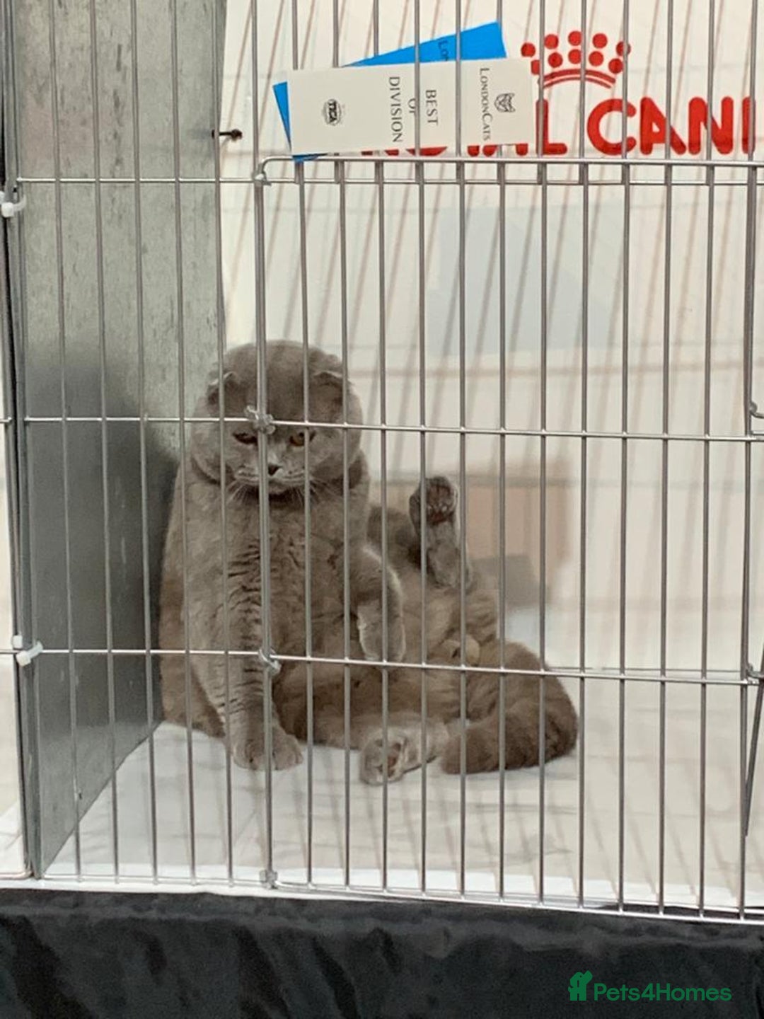 Scottish Fold cats for stud: GRAND CHAMPION TICA in London - Advert 3