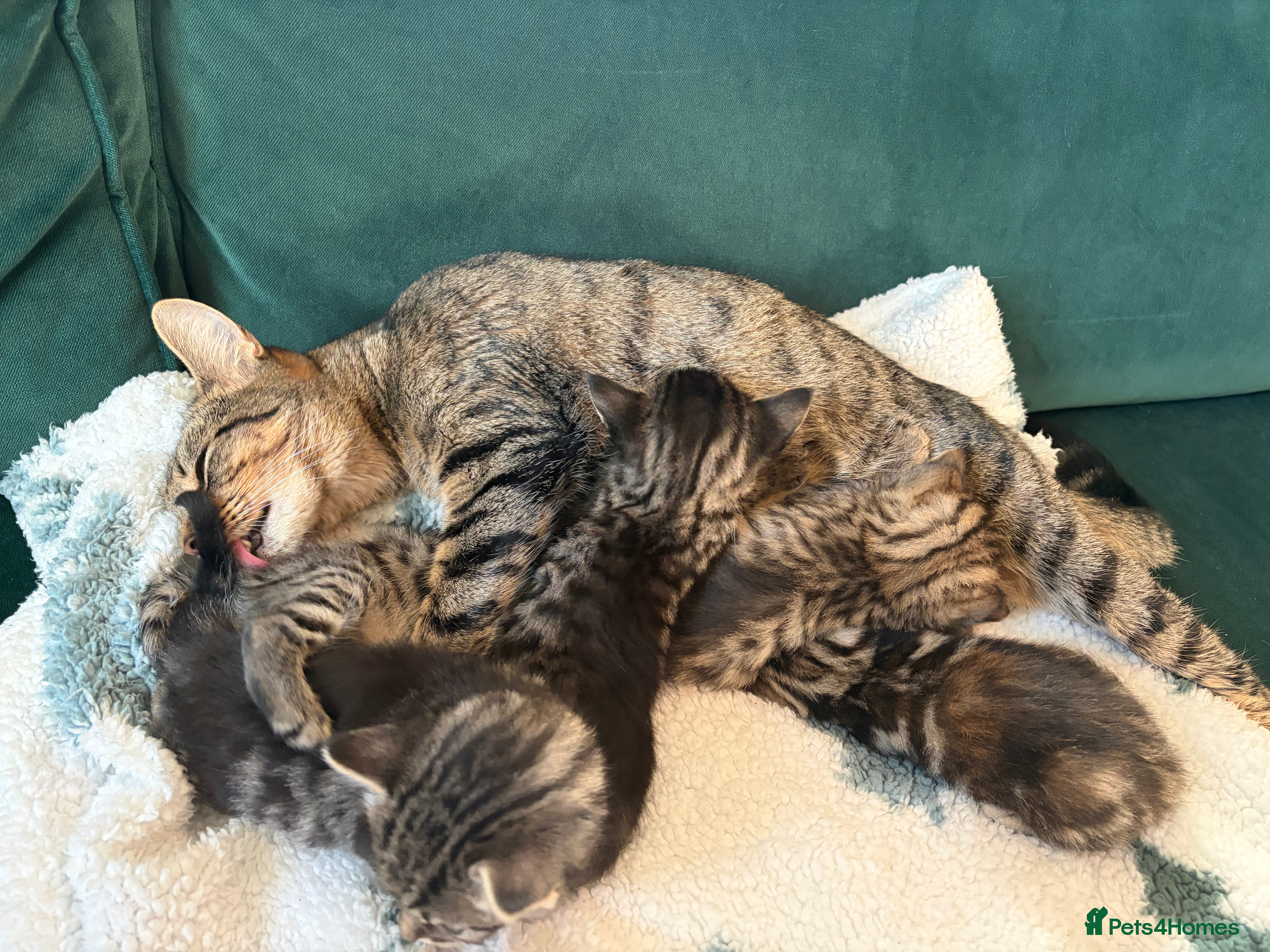 Domestic Shorthair cats Tabby Domestic Short Haired Kittens - Advert 5