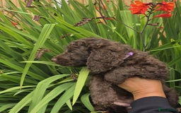 Sproodle dogs for sale: Gorgeous Chocolate Sproodle Puppies - Image 12
