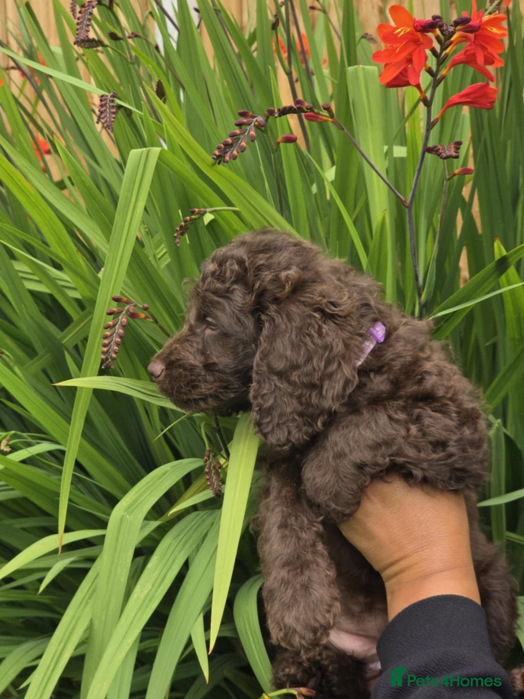 Sproodle dogs for sale: Gorgeous Chocolate Sproodle Puppies - Image 12