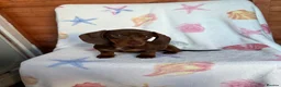 Miniature Dachshund dogs for sale: Minuture dachshund ready to leave - Advert 5