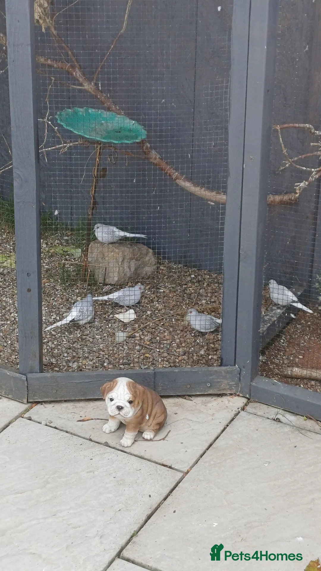 Doves birds for sale: Dimond doves - Advert 2