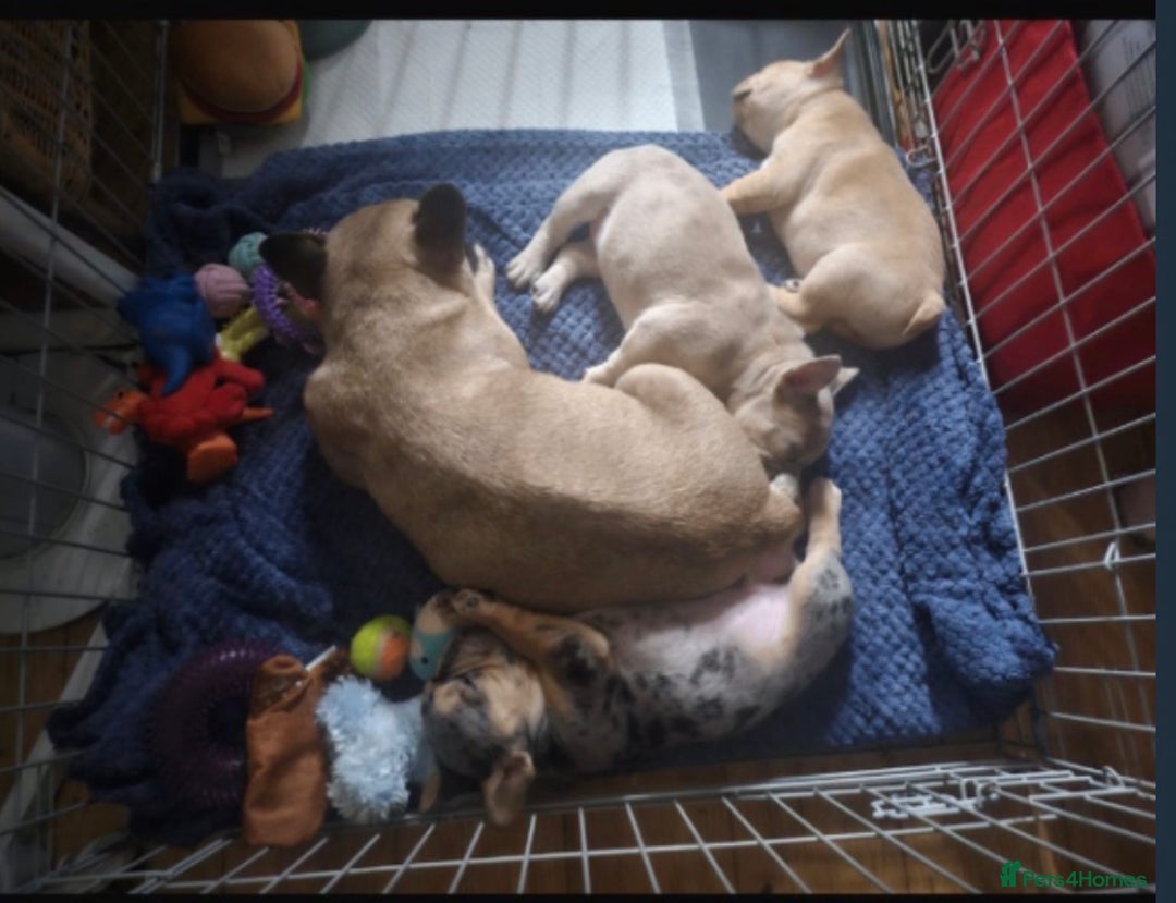 French Bulldog dogs for sale: Merle french bulldogs puppies  - Advert 4
