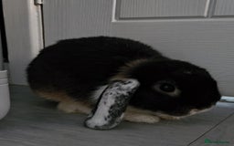 Mini Lop rabbits for sale: Two Mini lop rabbits - Image 1