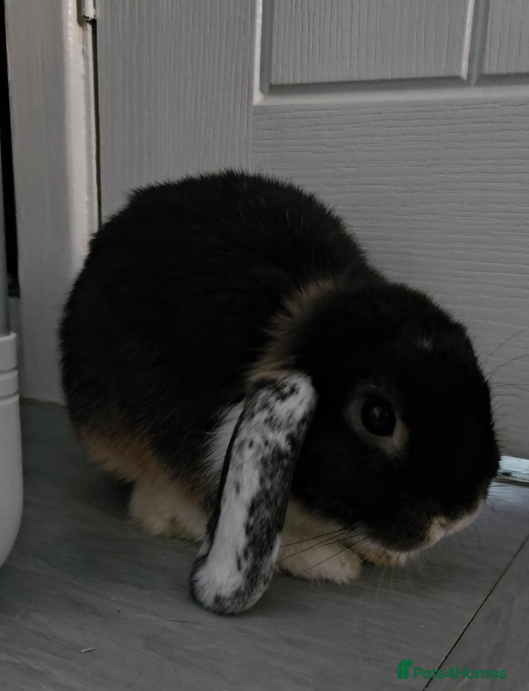 Mini Lop rabbits for sale: Two Mini lop rabbits - Image 1