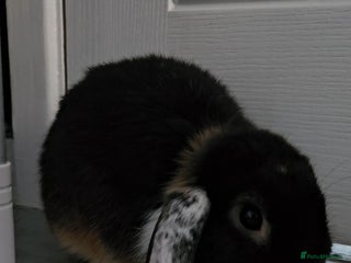 Mini Lop rabbits - Advert 1